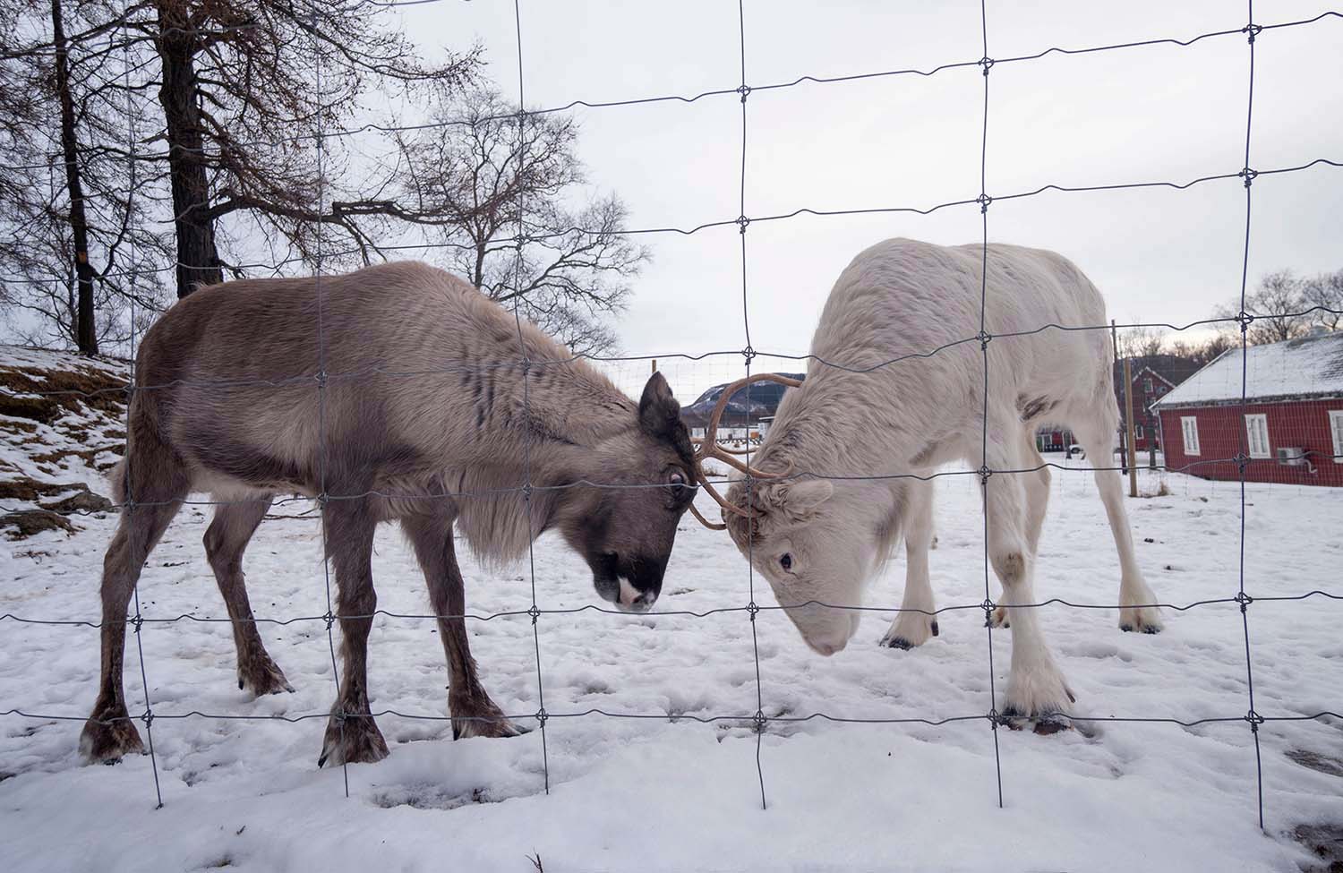 Rentiere der Samen in Norwegen
