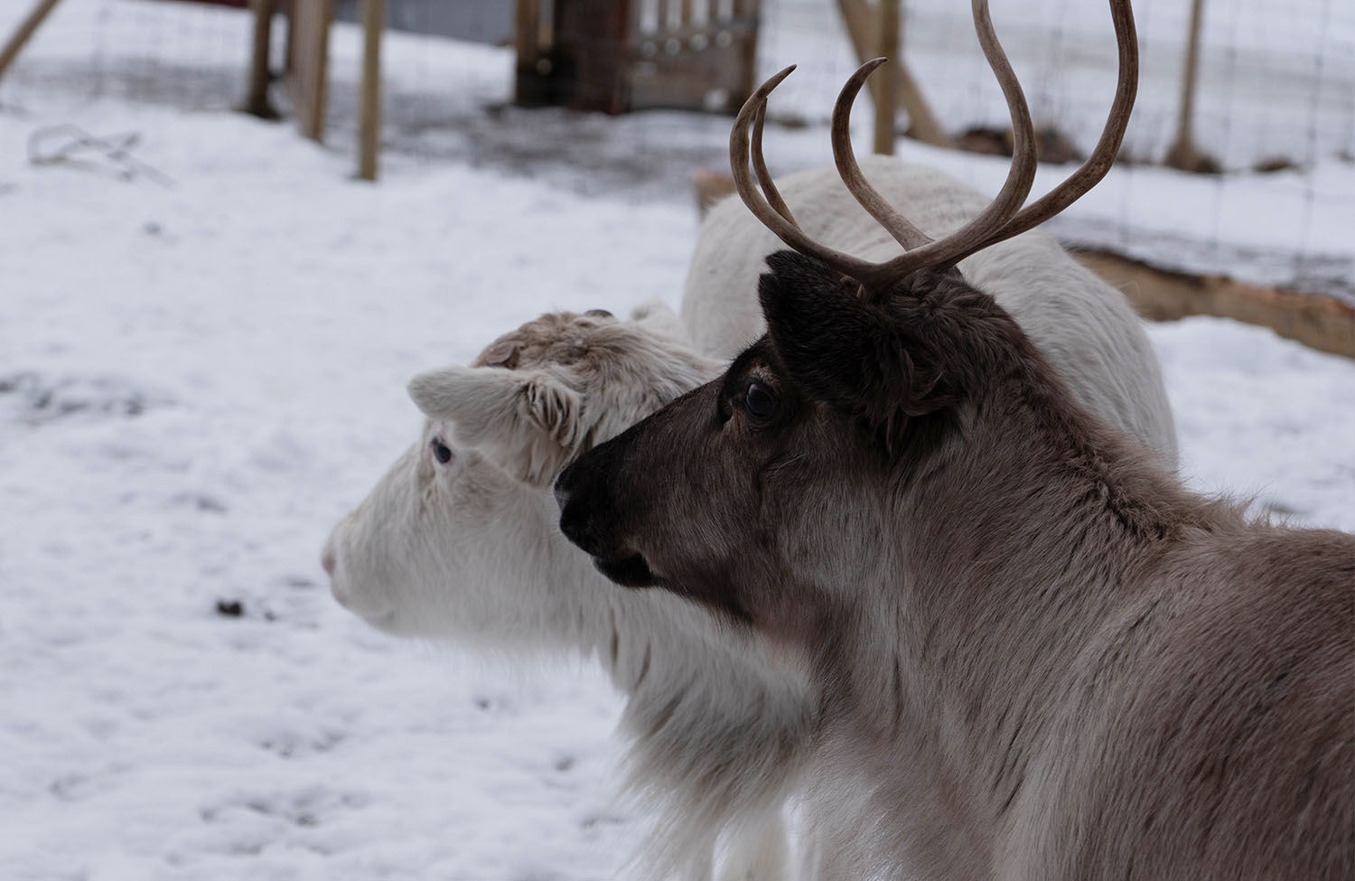 Saltfjell Sami Adventure Rentiere