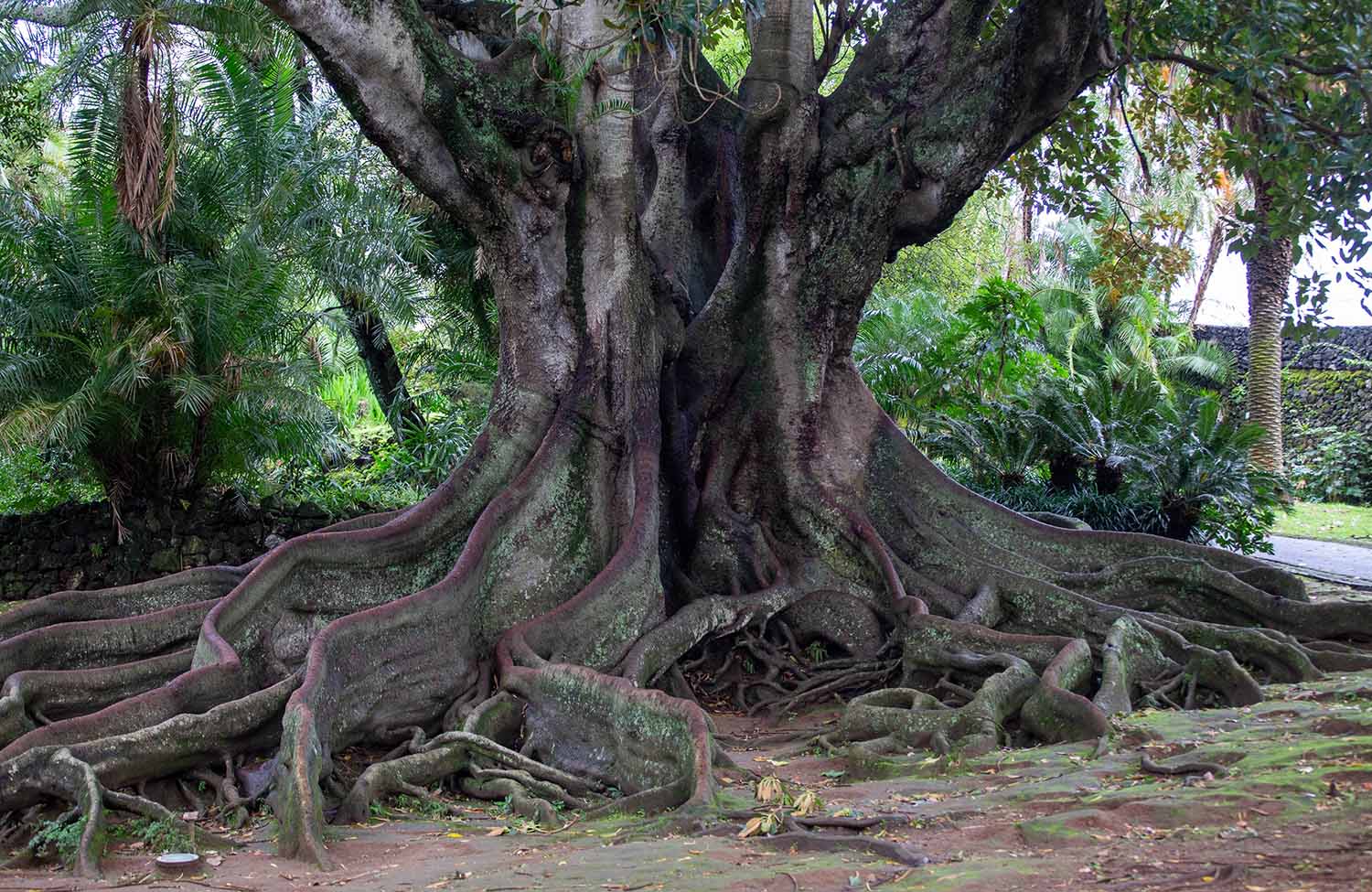 Großer Baum im Park Jardim de Santana