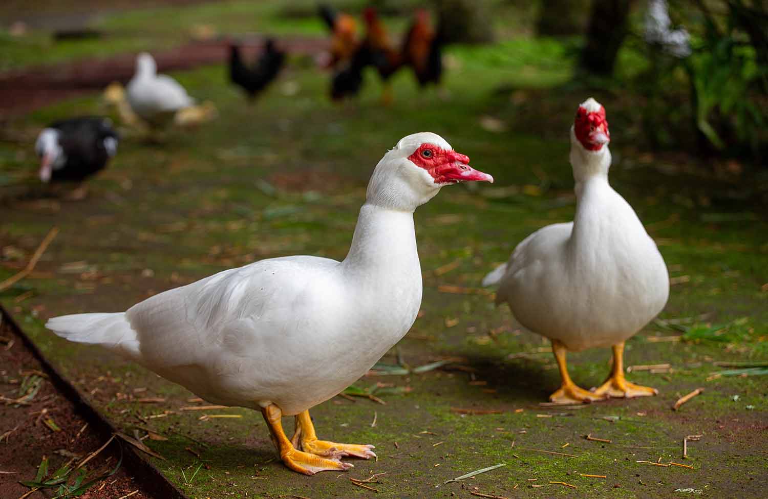 Enten im Park Jardim de Santana