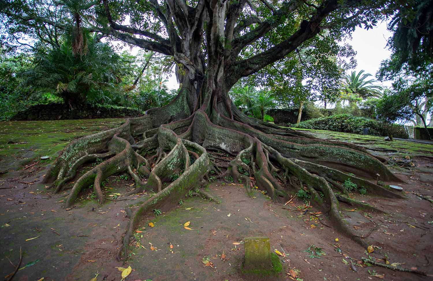 Jardim de Santana