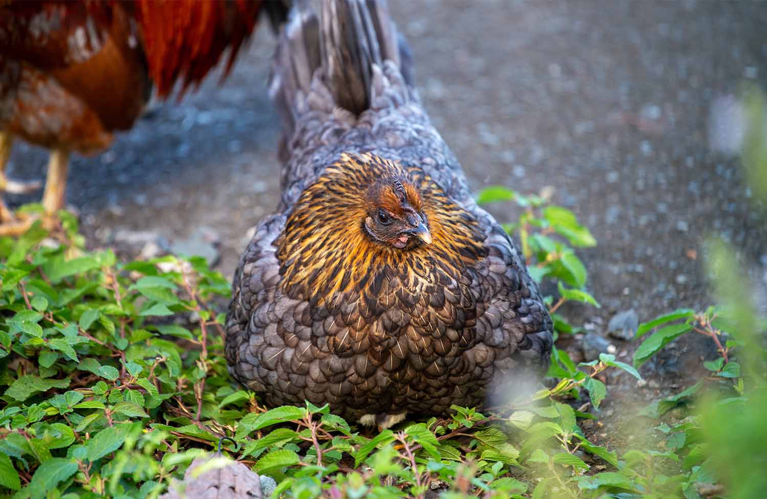 Was tun in Road Town auf Tortola